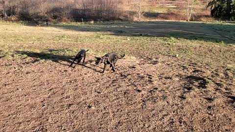 Rocky and Rosie at dog park