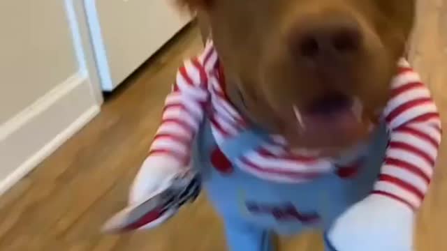 Fany comedy video