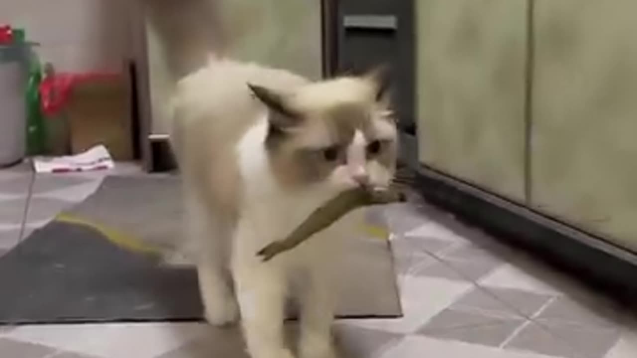 Cats Chasing After Strings – Too Funny!