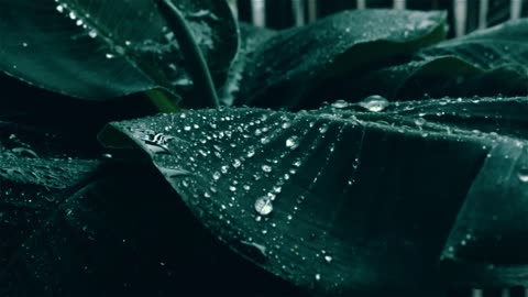 Rain- CINEMATIC VIDEO (No Copyright)