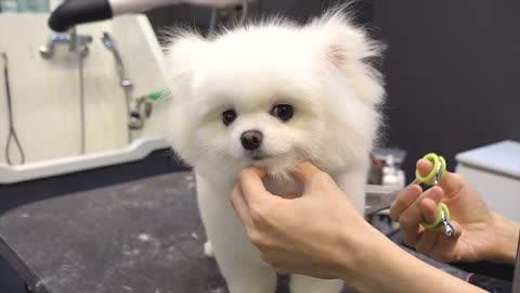 Dog Pet Puppy Pomeranian Grooming