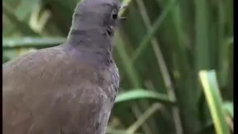 Lyrebirds Can Mimic Sounds Extremely Well