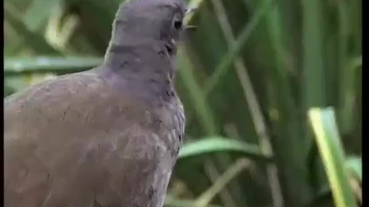 Lyrebirds Can Mimic Sounds Extremely Well