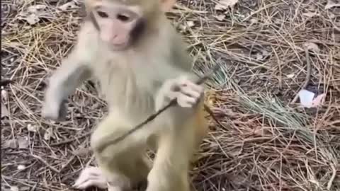 Monkey baby practice of Kung fu fight