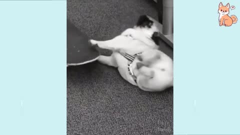 It's time to LAUGH with Dog's life #14
