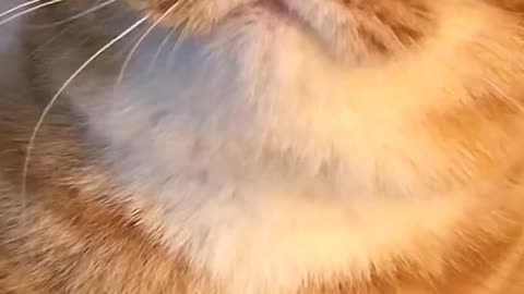 So Cute Cat 😺