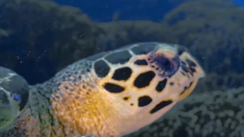 Wildlife