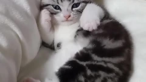 Cute Cat 1