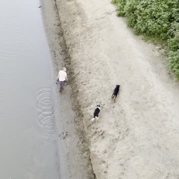 Two dogs are happy in the river side