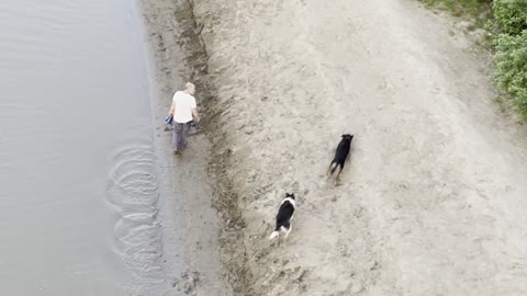 Two dogs are happy in the river side
