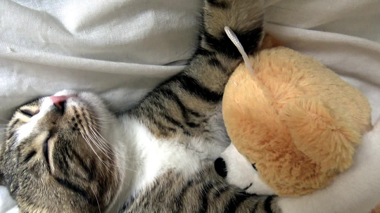 Sweet Cat Loves His Bear Toy