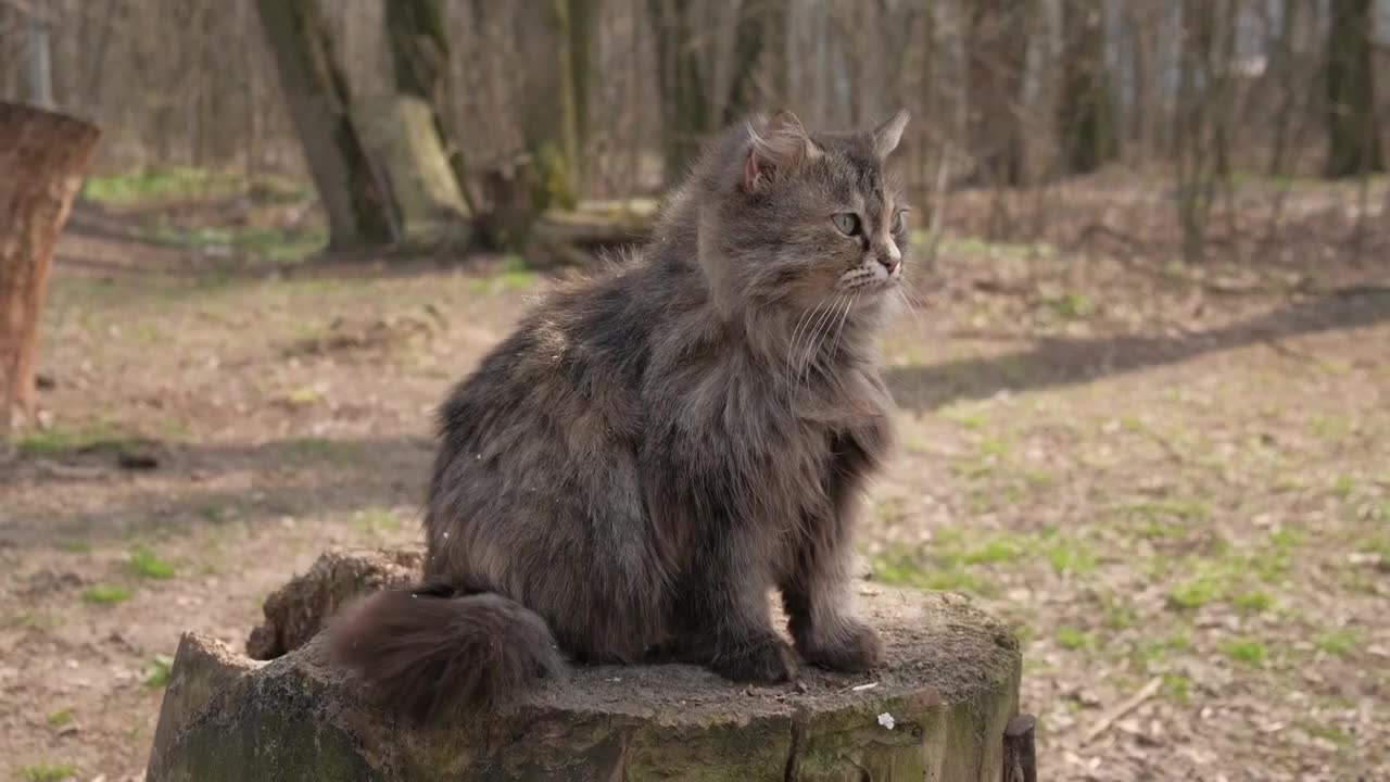 Funny Cat Videos -Cute And Funny Cat Videos To Keep You Smiling!