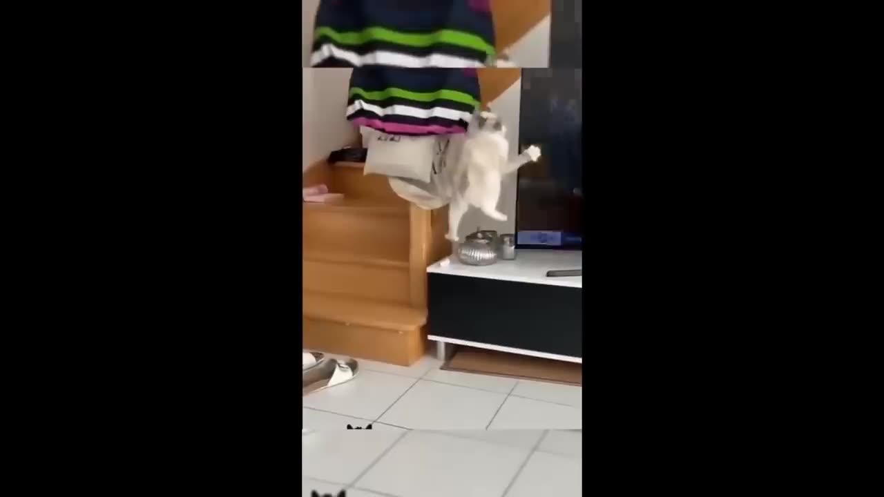 Funny Animal Video