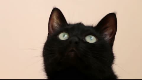 confused cat eyes