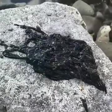 GRAPHENE VIVANT EN MOUVEMENT