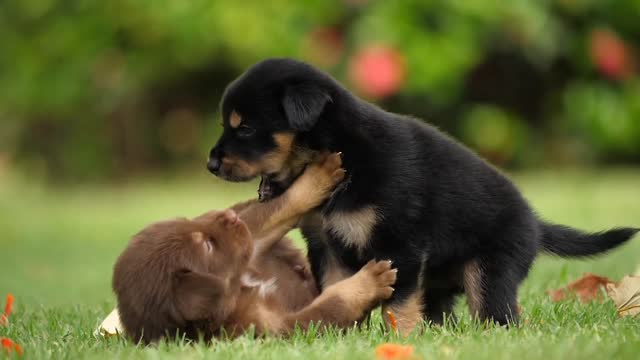 Beautiful cute dog footage