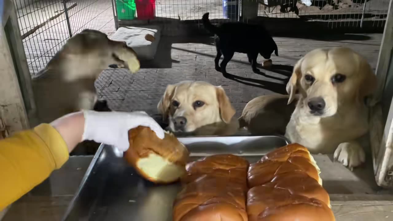 Today I made steamed dumplings for the dog, as well as bread.