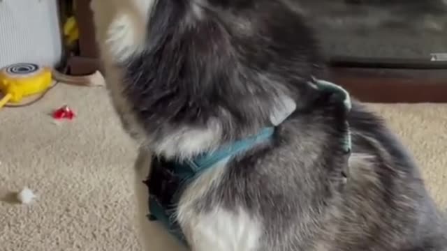 CUTE DOG VIDEOS 💙🐶 - FUNNY DOG VIDEOS 😂🐶 - AMAZING DOGS #shorts