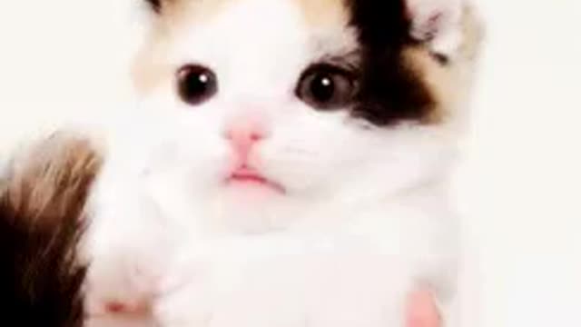 Cat vid