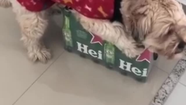 Cachorro que não deixa pegar na cerveja - Tente não rir kkkkk