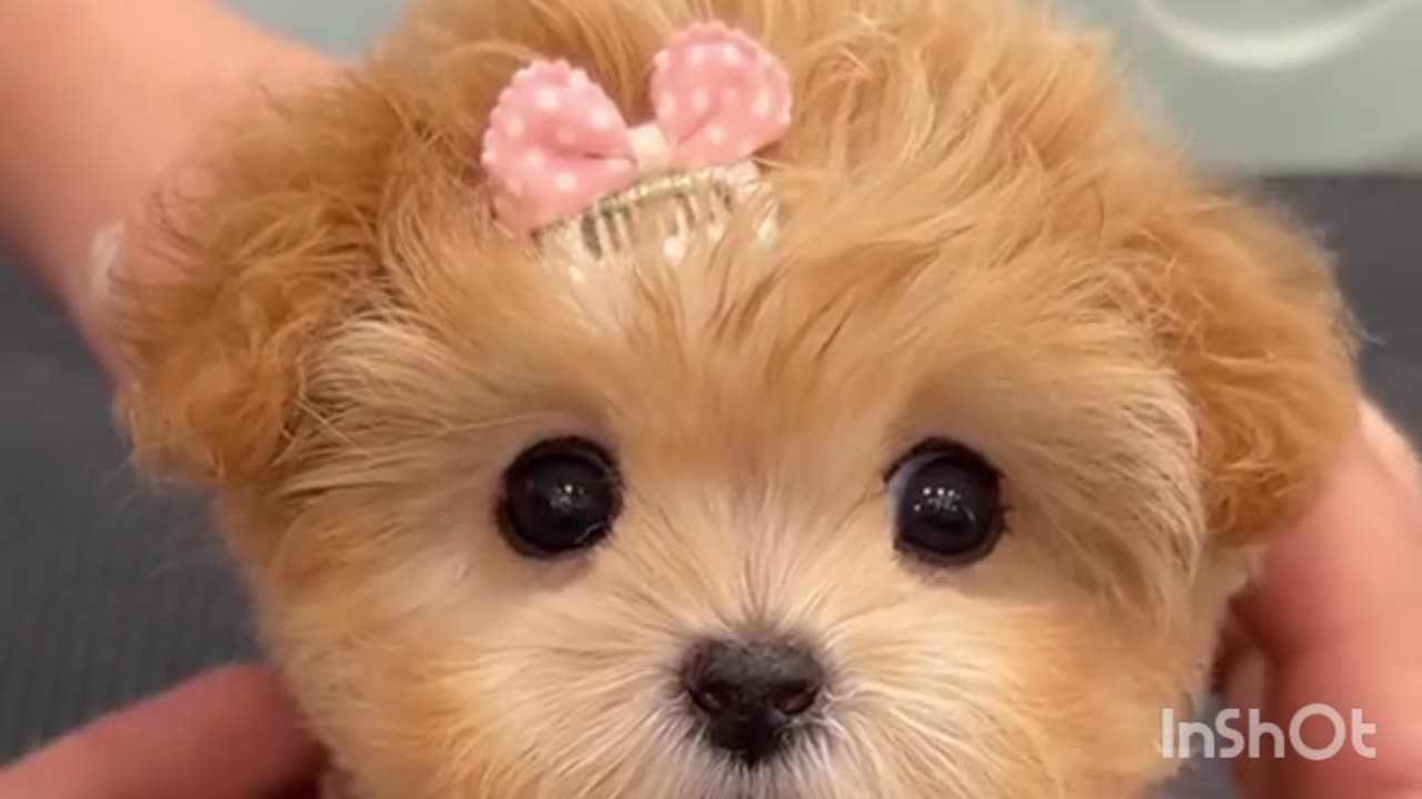 Cute Puppies