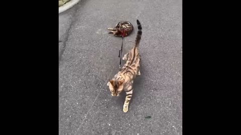 "Cats & More Cats: The Ultimate Feline Shenanigans! 😹🐾" PART 7