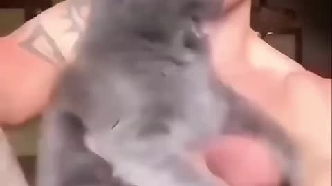 funny cats