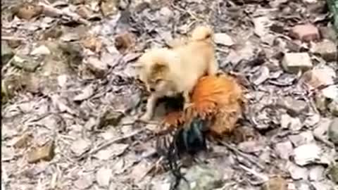 Dog vs Chicken funny fight Who wins?