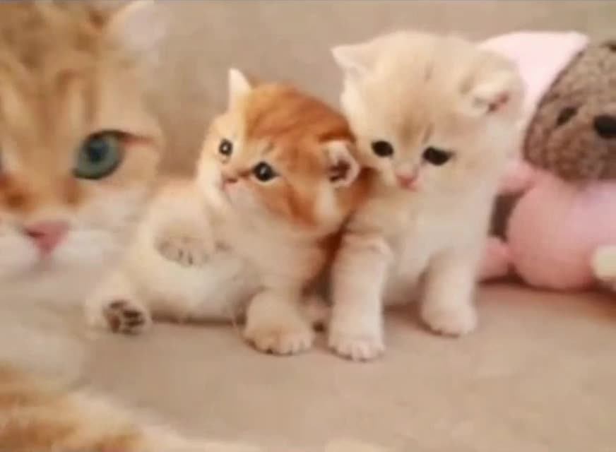 A cat communicates with its kittens