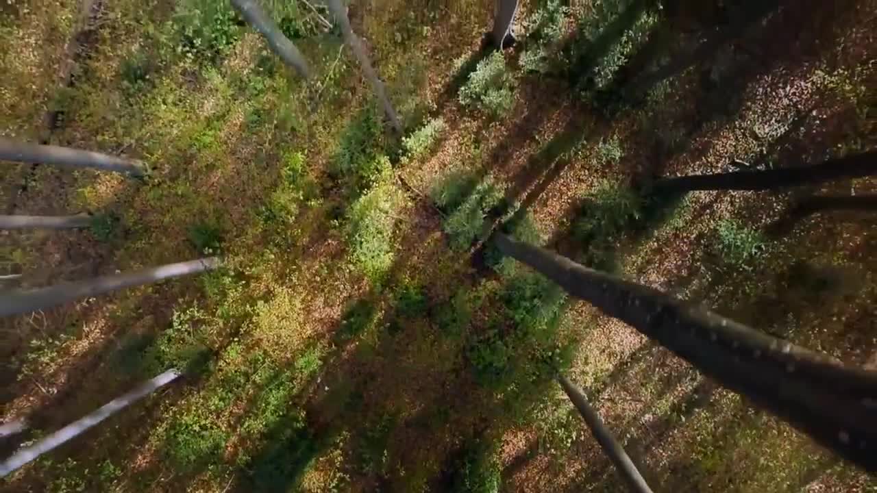 Nature Free Video