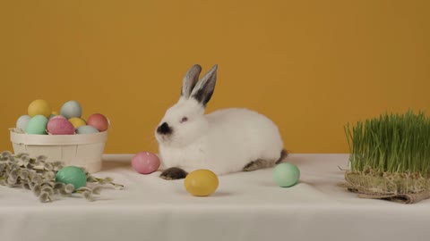 Cute light white bunny rabbit on yellow background with eggs on the table