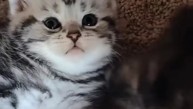 cute kitten