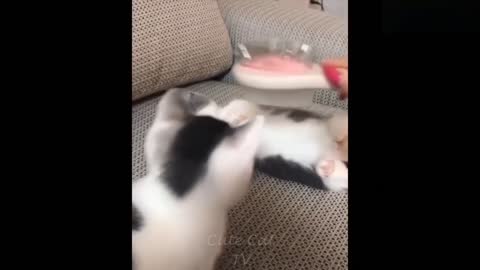 OMG!BABY CATS CUSTEST MOMENTS COMPILATION!