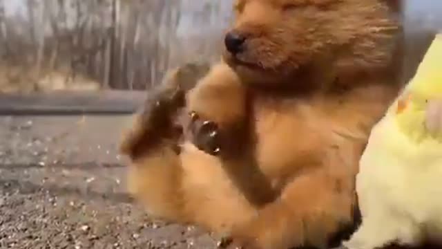 Have you ever seen more cute ones