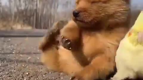 Have you ever seen more cute ones