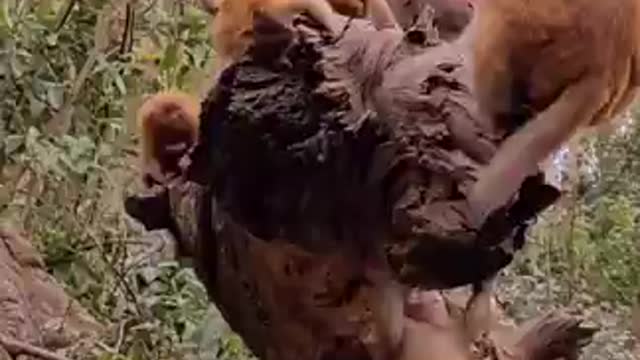 Funny Monkey Videos - A Funny Monkeys Compilation 2022