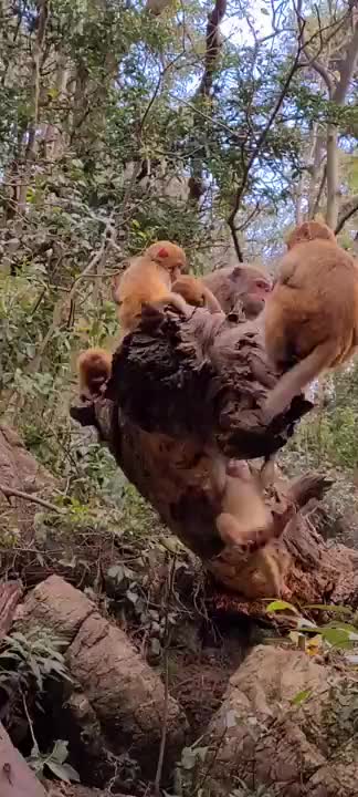 Funny Monkey Videos - A Funny Monkeys Compilation 2022