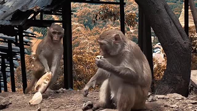 What Monkeys do on their Free Time