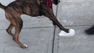 Boxer Practicing Her Ice Skating Skills