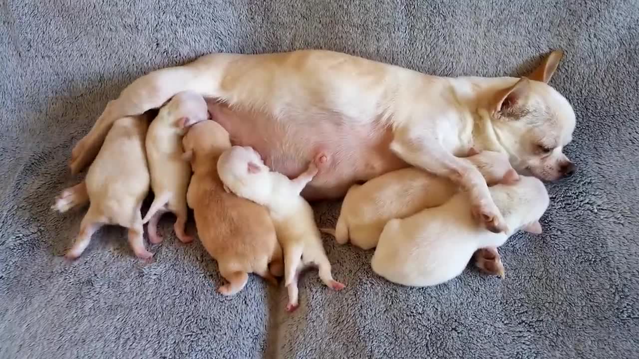 Busy Momma - Chihuahua puppies 1 week old