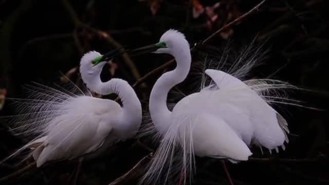 Dressed in white wedding dress, a sweet egret couple