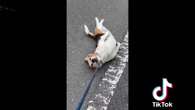 🇯🇵🗾Funny Japanese Dog 😻 Tik Tok Video 2021