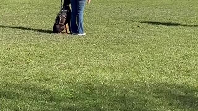 DOBERMAN TRAINING #part 6