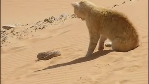 Sand Cat VS Desert Snake