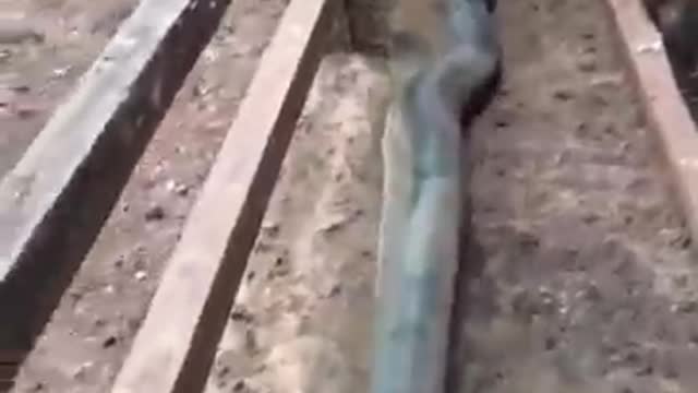 Anaconda attacks cow
