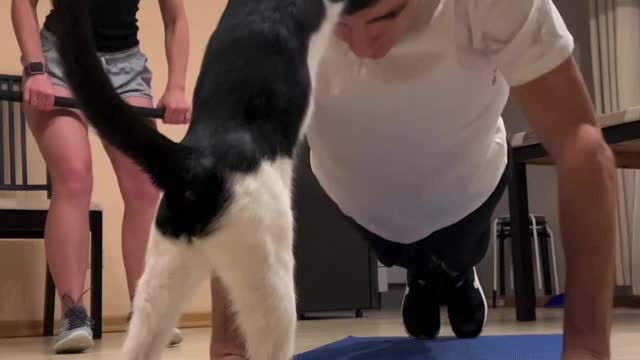 Kitty Interrupts Exercise Routine