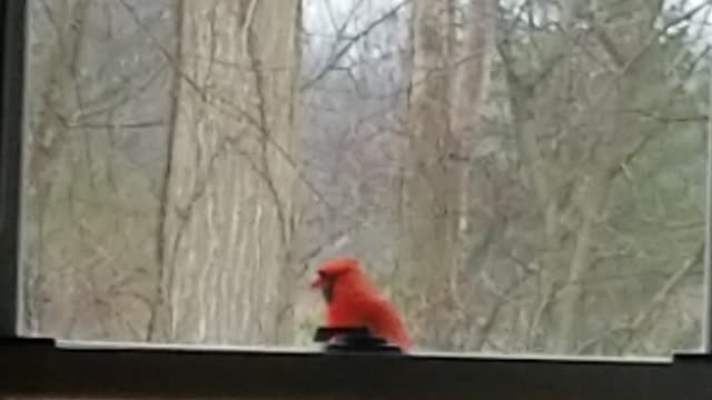 persistent Cardinal