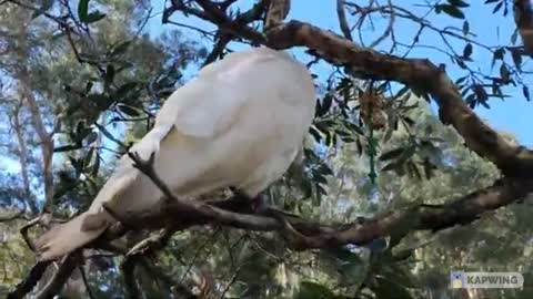 Cockatoo having happy breakfast