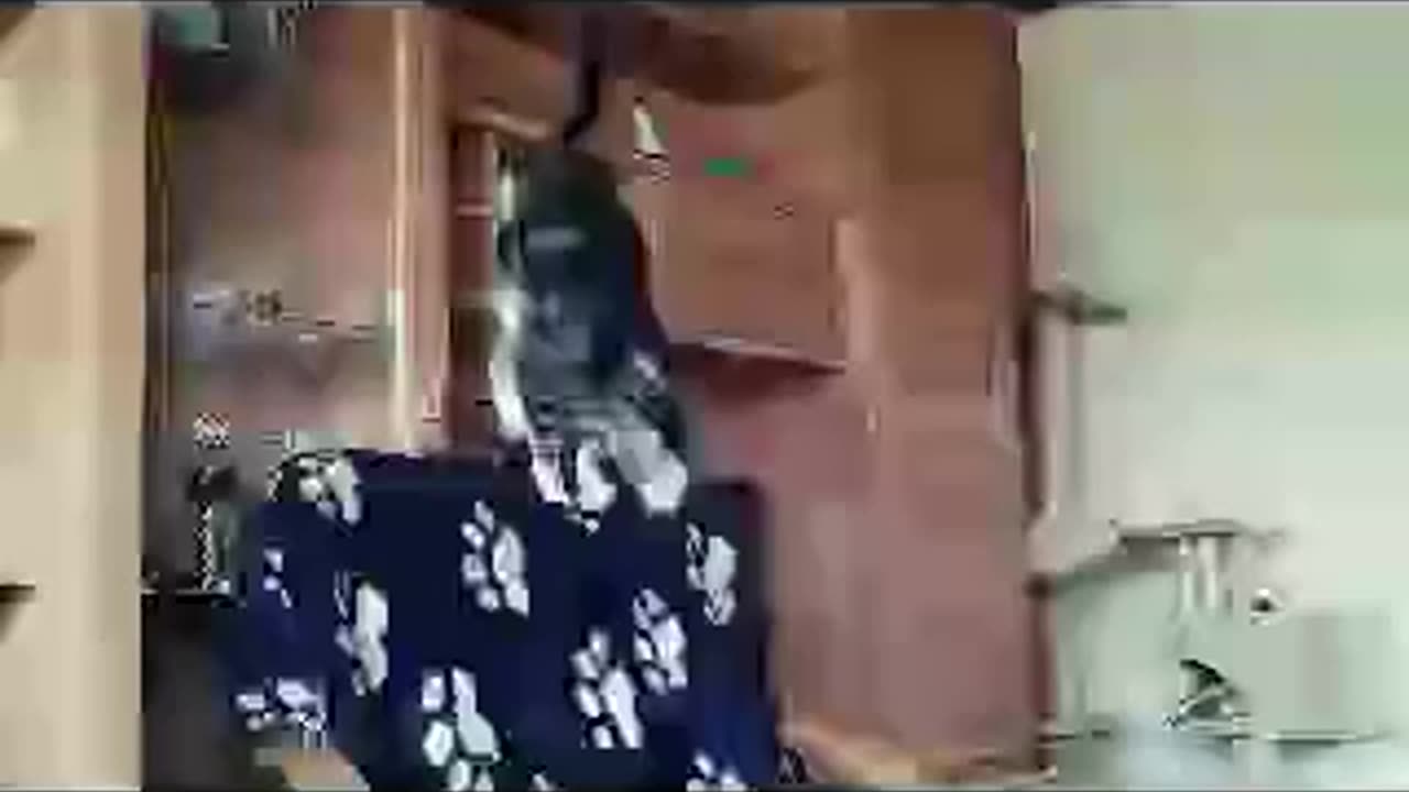 katze