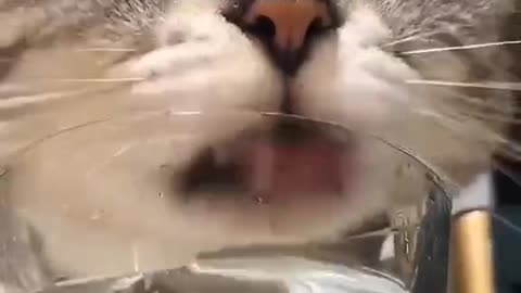 kitten drinking water